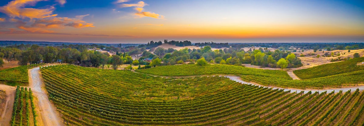 vineyards scenic view