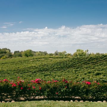 grape vineyards